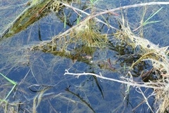 Nerodia fasciata