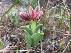 Fritillaria purdyi