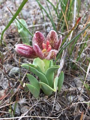 Fritillaria purdyi