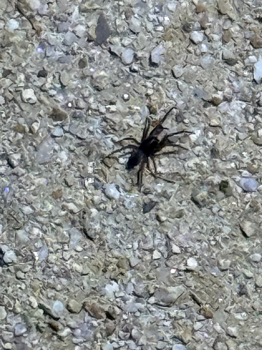 iNaturalist observation photo of RTA Clade Spiders