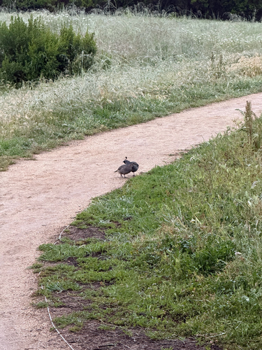iNaturalist observation photo of California Quail