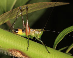 Conocephalus versicolor