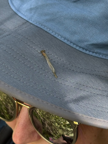 iNaturalist observation photo of Forktails