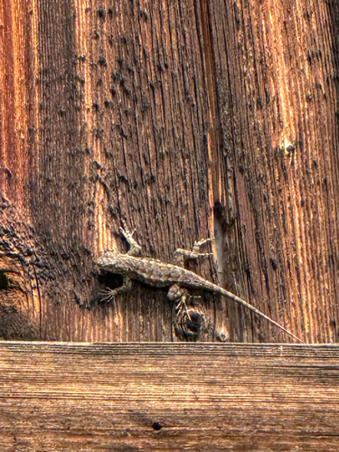 iNaturalist observation photo of Western Fence Lizard