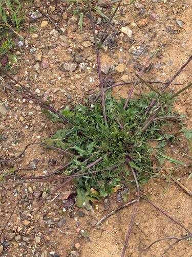 iNaturalist observation photo of Dicots
