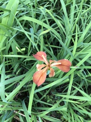 Iris fulva