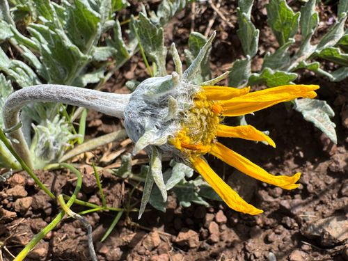 Balsamorhiza incana, 2026-04-27