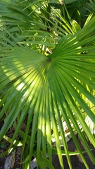 Livistona chinensis