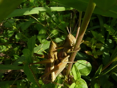 Cyrtacanthacridinae