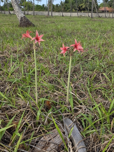 Hippeastrum stylosum, photograph 2