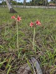 Hippeastrum stylosum, photograph (c) Marcello Mastroianni Albuquerque Araújo, some rights reserved (CC BY)
