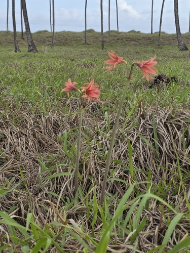 Hippeastrum stylosum, photograph 3