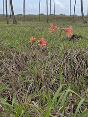 Hippeastrum stylosum, photograph (c) Marcello Mastroianni Albuquerque Araújo, some rights reserved (CC BY)