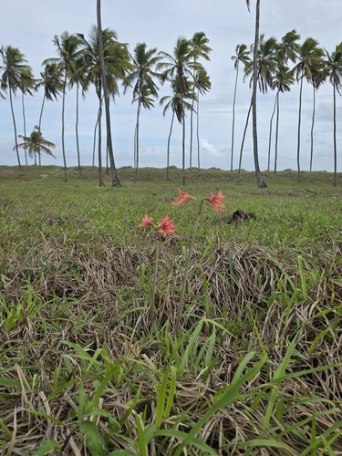 Hippeastrum stylosum, photograph 4