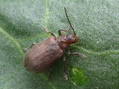 Galerucella grisescens