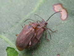 Galerucella grisescens