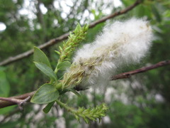 Salix pierotii