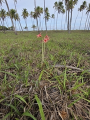 Hippeastrum stylosum, photograph (c) Marcello Mastroianni Albuquerque Araújo, some rights reserved (CC BY)