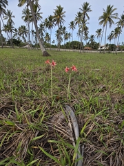 Hippeastrum stylosum, photograph (c) Marcello Mastroianni Albuquerque Araújo, some rights reserved (CC BY)