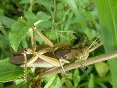 Cyrtacanthacridinae