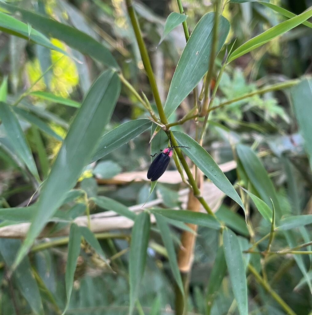 Photinus chantzinae