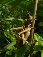 Cyrtacanthacridinae