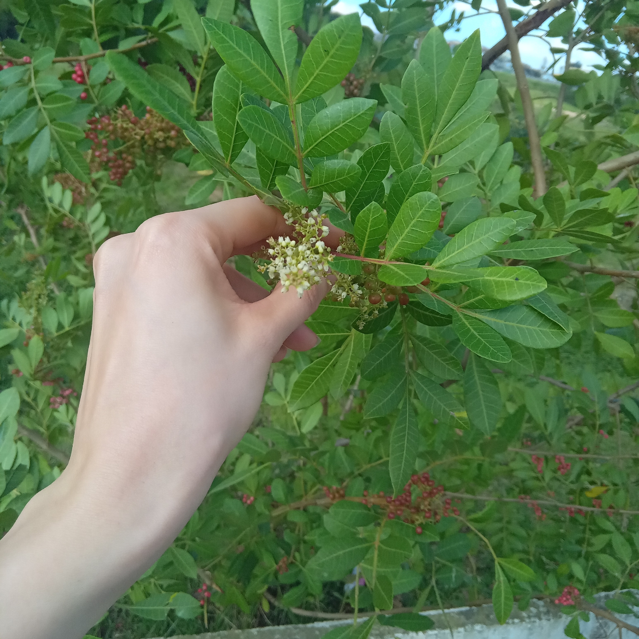 Schinus terebinthifolia