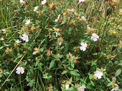 Pterolepis glomerata