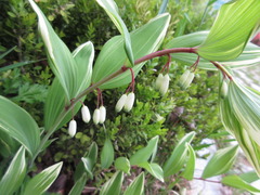 Polygonatum odoratum