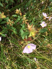 Pterolepis glomerata