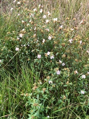 Pterolepis glomerata