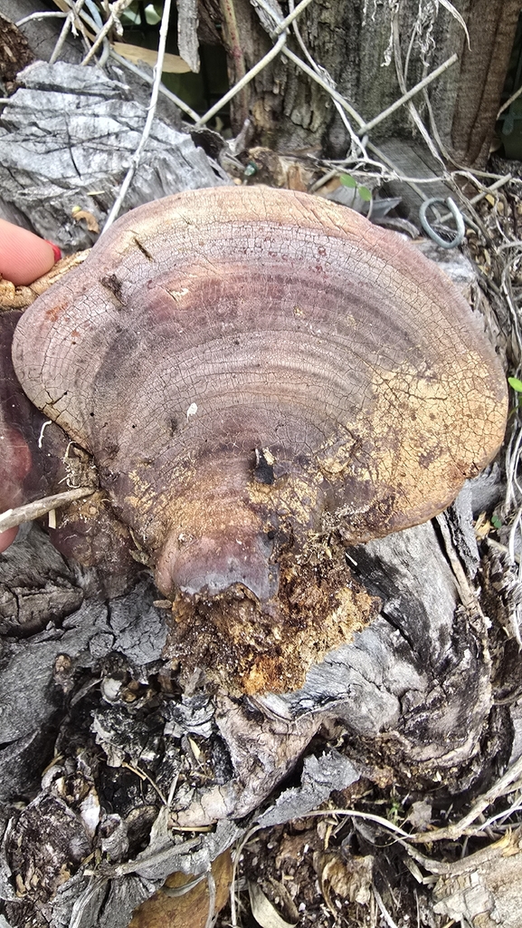 Ganoderma curtisii · April 2026 · photo: © bean2131 (iNaturalist, cc-by)