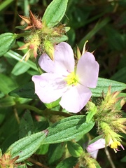 Pterolepis glomerata