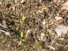 Leptosiphon lemmonii