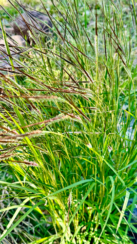 Heteropogon contortus observed 2026-04-25