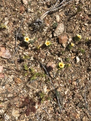 Leptosiphon lemmonii