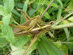 Cyrtacanthacridinae