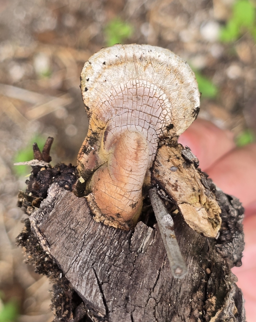 Ganoderma curtisii · April 2026 · photo: © bean2131 (iNaturalist, cc-by)