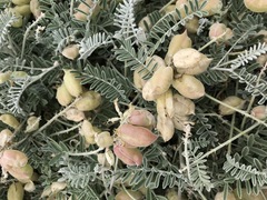 Astragalus miguelensis