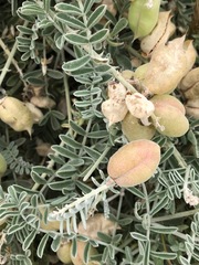 Astragalus miguelensis