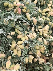 Astragalus miguelensis