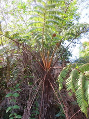 Cyathea phalerata