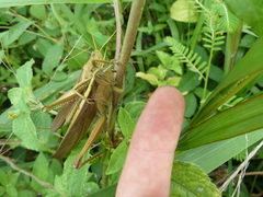 Cyrtacanthacridinae