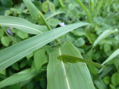 Ensifera