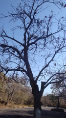 Erythrina folkersii