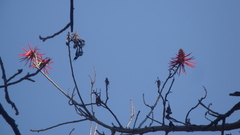 Erythrina folkersii