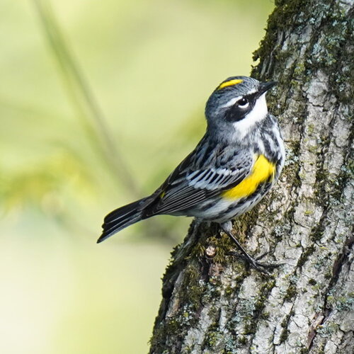 Myrtle Warbler photographed in Illinois