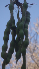 Erythrina folkersii