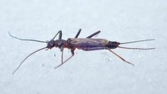 Allocapnia pygmaea