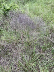 Amphiachyris dracunculoides, photograph author not stated, no rights reserved
